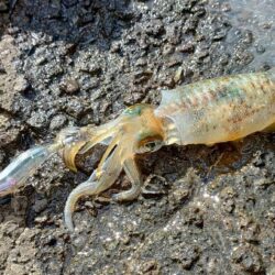 平日でも人は多めの越前海岸